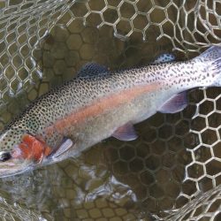 難しいぞ、大安トラウトレイク